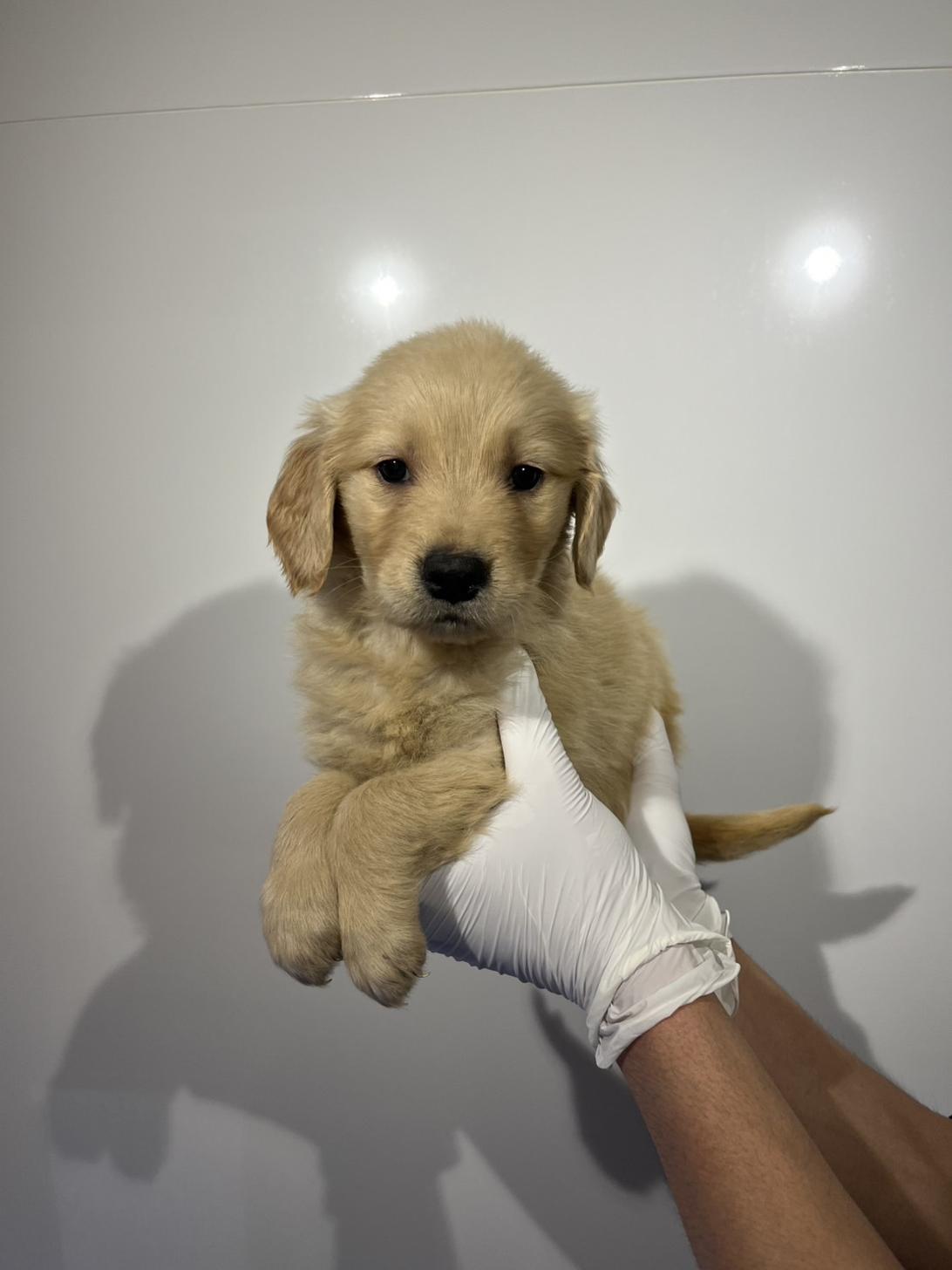 埼玉県のゴールデンレトリバー (ペッツスマイル加須インター店/2026年1月17日生まれ/女の子/ゴールデン)の子犬