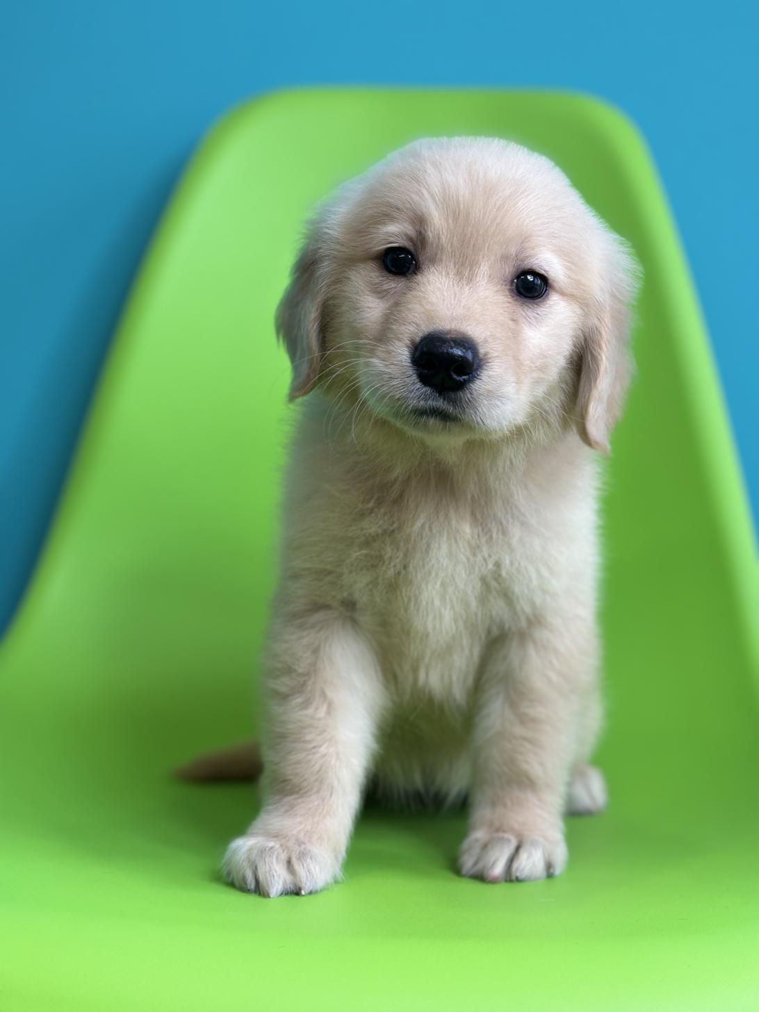 埼玉県のゴールデンレトリバー (ペッツスマイル加須インター店/2026年1月17日生まれ/女の子/ゴールデン)の子犬の1枚目の画像