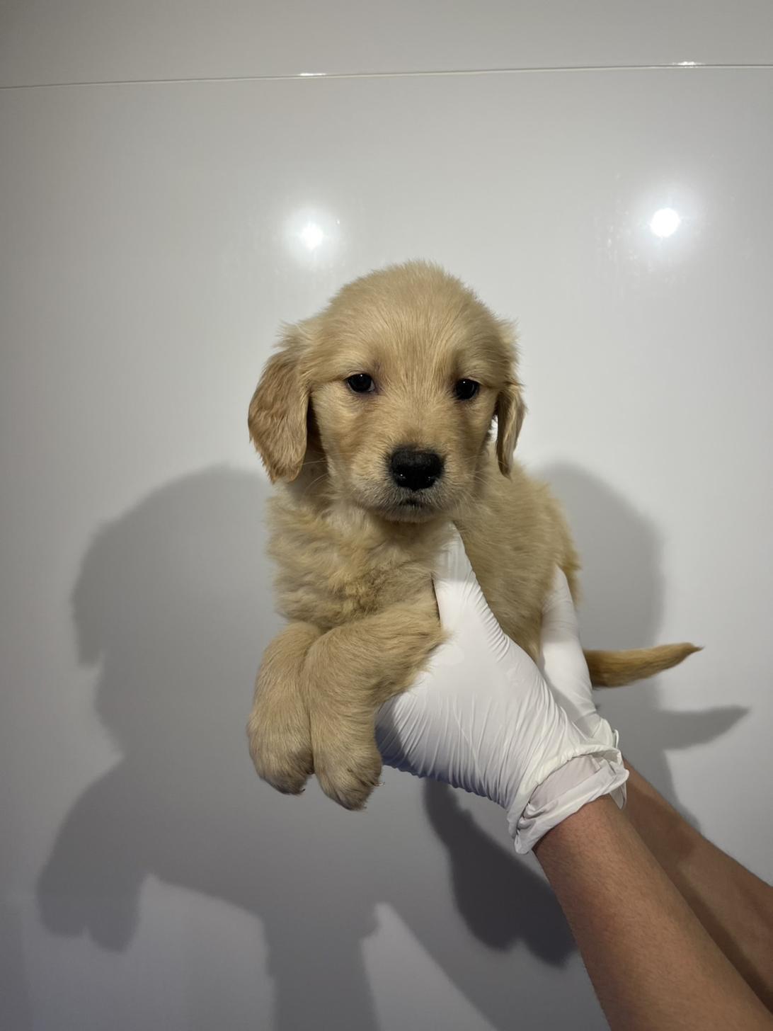 埼玉県のゴールデンレトリバー (ペッツスマイル加須インター店/2026年1月17日生まれ/女の子/ゴールデン)の子犬の2枚目の画像