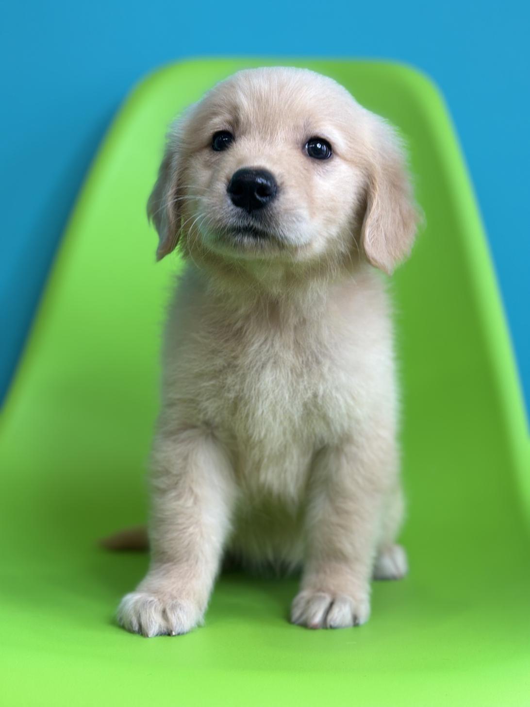 埼玉県のゴールデンレトリバー (ペッツスマイル加須インター店/2026年1月17日生まれ/女の子/ゴールデン)の子犬の2枚目の画像