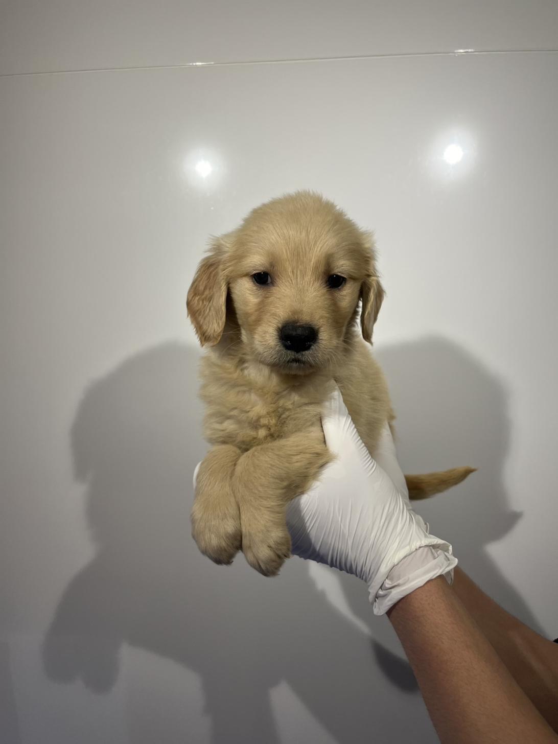 埼玉県のゴールデンレトリバー (ペッツスマイル加須インター店/2026年1月17日生まれ/女の子/ゴールデン)の子犬の3枚目の画像