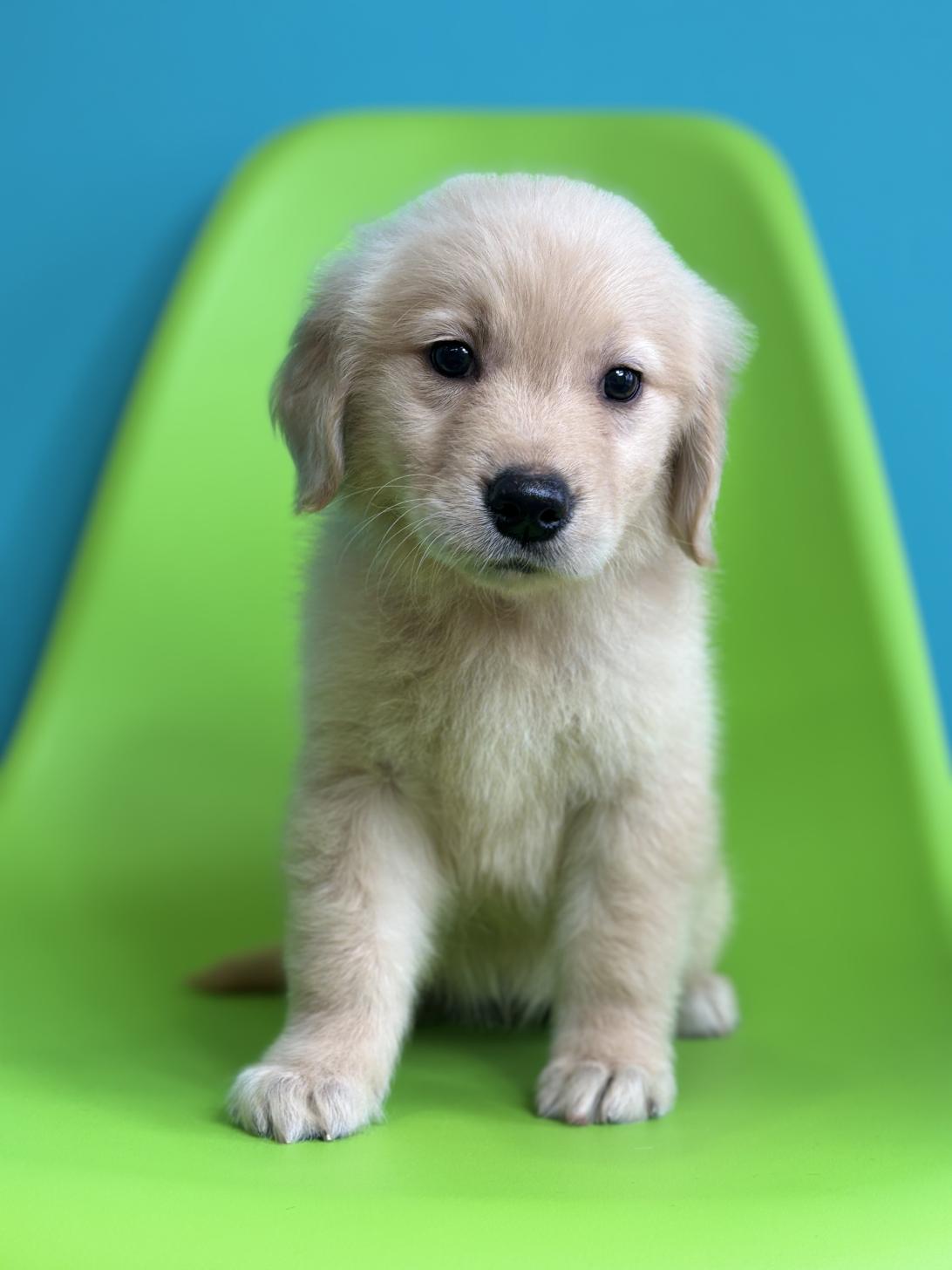 埼玉県のゴールデンレトリバー (ペッツスマイル加須インター店/2026年1月17日生まれ/女の子/ゴールデン)の子犬の3枚目の画像