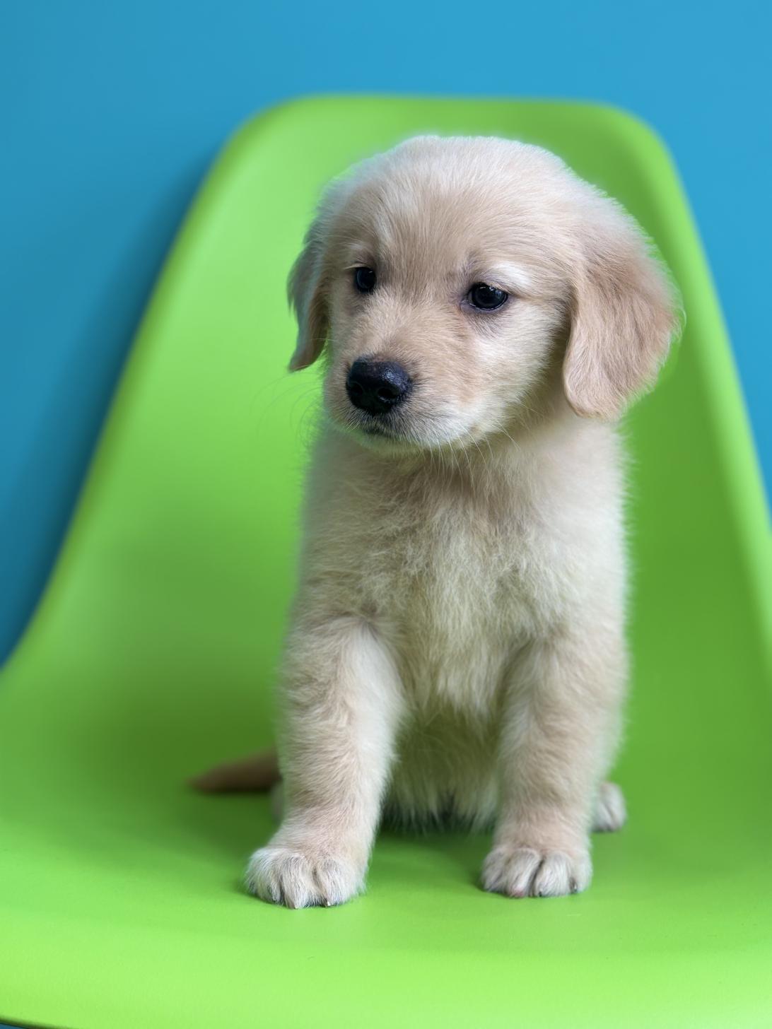 埼玉県のゴールデンレトリバー (ペッツスマイル加須インター店/2026年1月17日生まれ/女の子/ゴールデン)の子犬の4枚目の画像