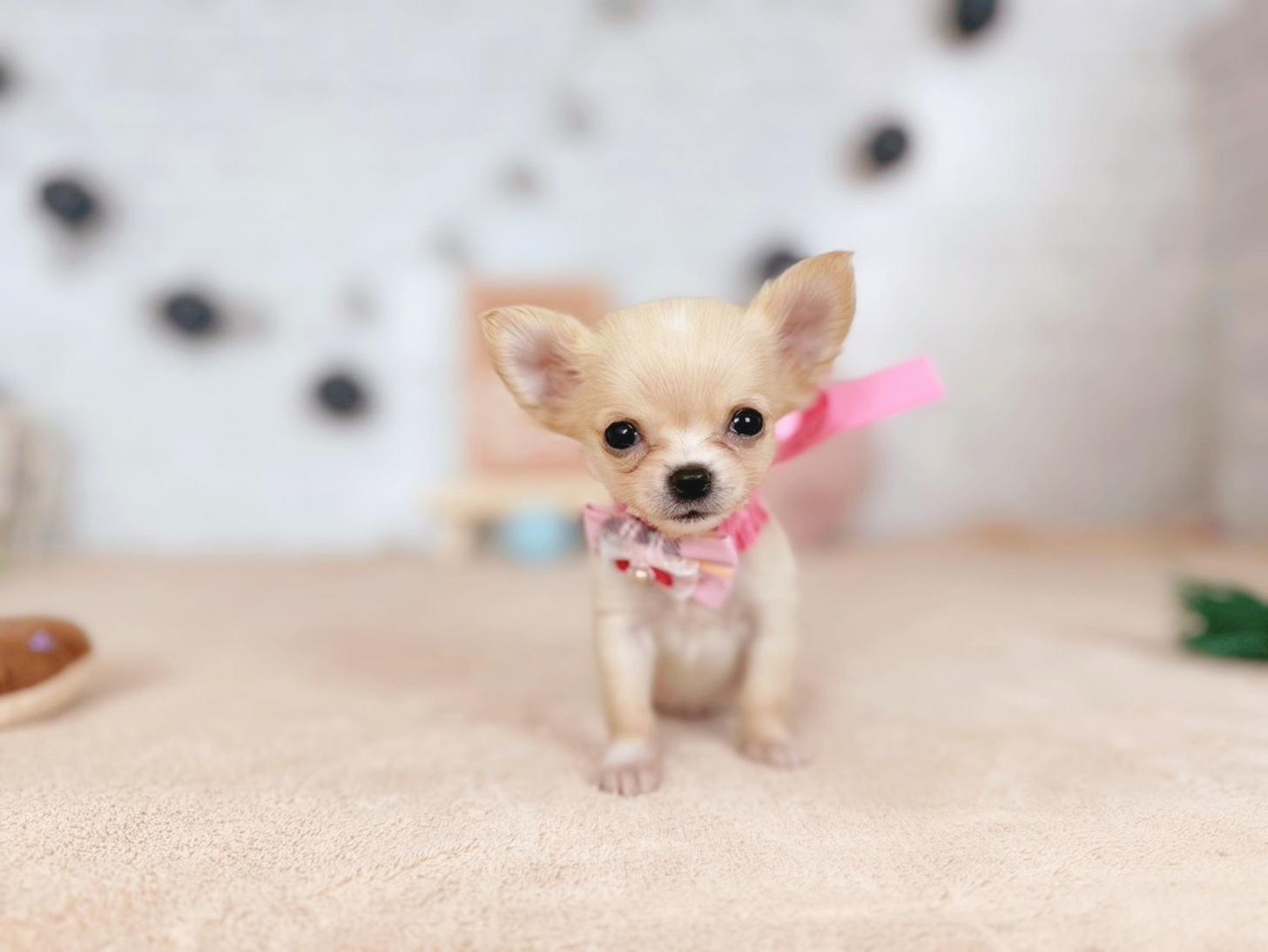 北海道のチワワ(ロング) (ペットショップだんぼ/2025年9月18日生まれ/女の子/クリームホワイト)の子犬