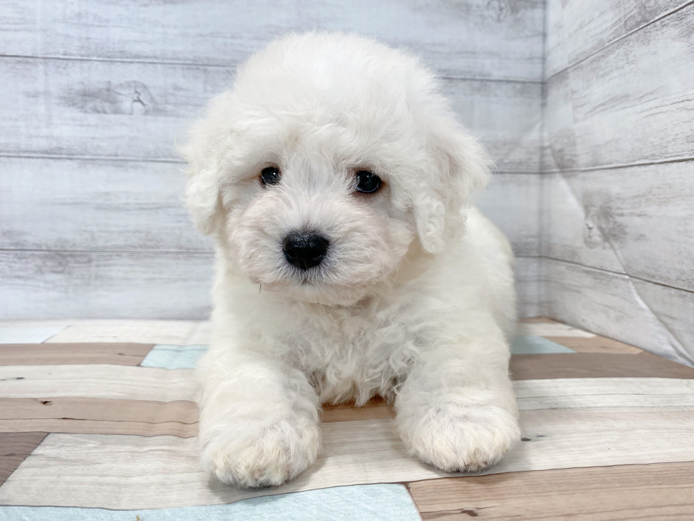 新潟県のビションフリーゼ (竹内ペット 新津本店/2026年6月28日生まれ/男の子/ホワイト)の子犬の1枚目の画像