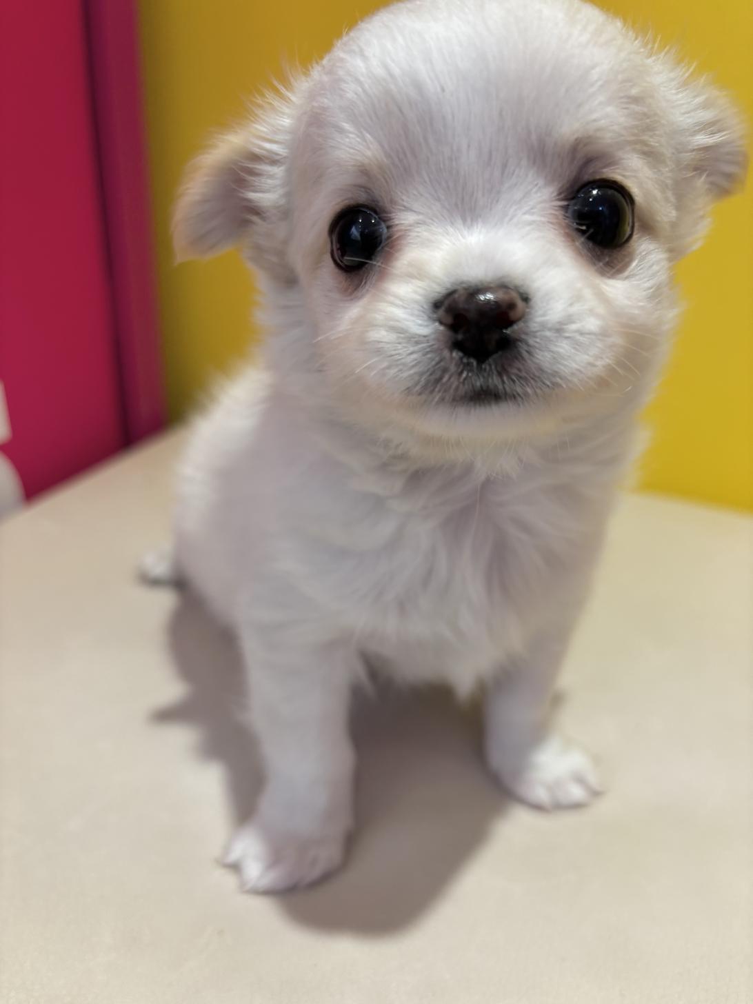 埼玉県のチワワ(ロング) (ペッツスマイル南中野店/2025年9月14日生まれ/男の子/クリーム)の子犬の1枚目の画像