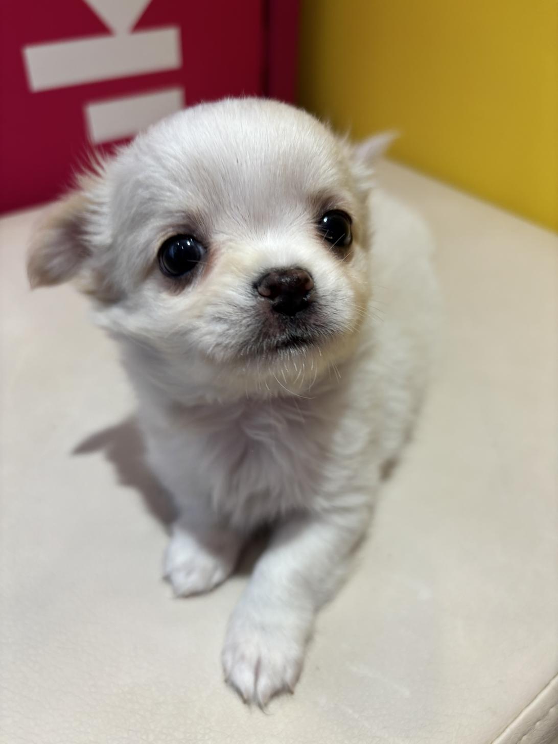 埼玉県のチワワ(ロング) (ペッツスマイル南中野店/2025年9月14日生まれ/男の子/クリーム)の子犬の2枚目の画像