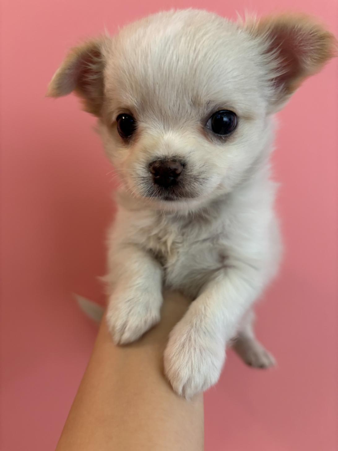 埼玉県のチワワ(ロング) (ペッツスマイル南中野店/2025年9月14日生まれ/男の子/クリーム)の子犬の3枚目の画像