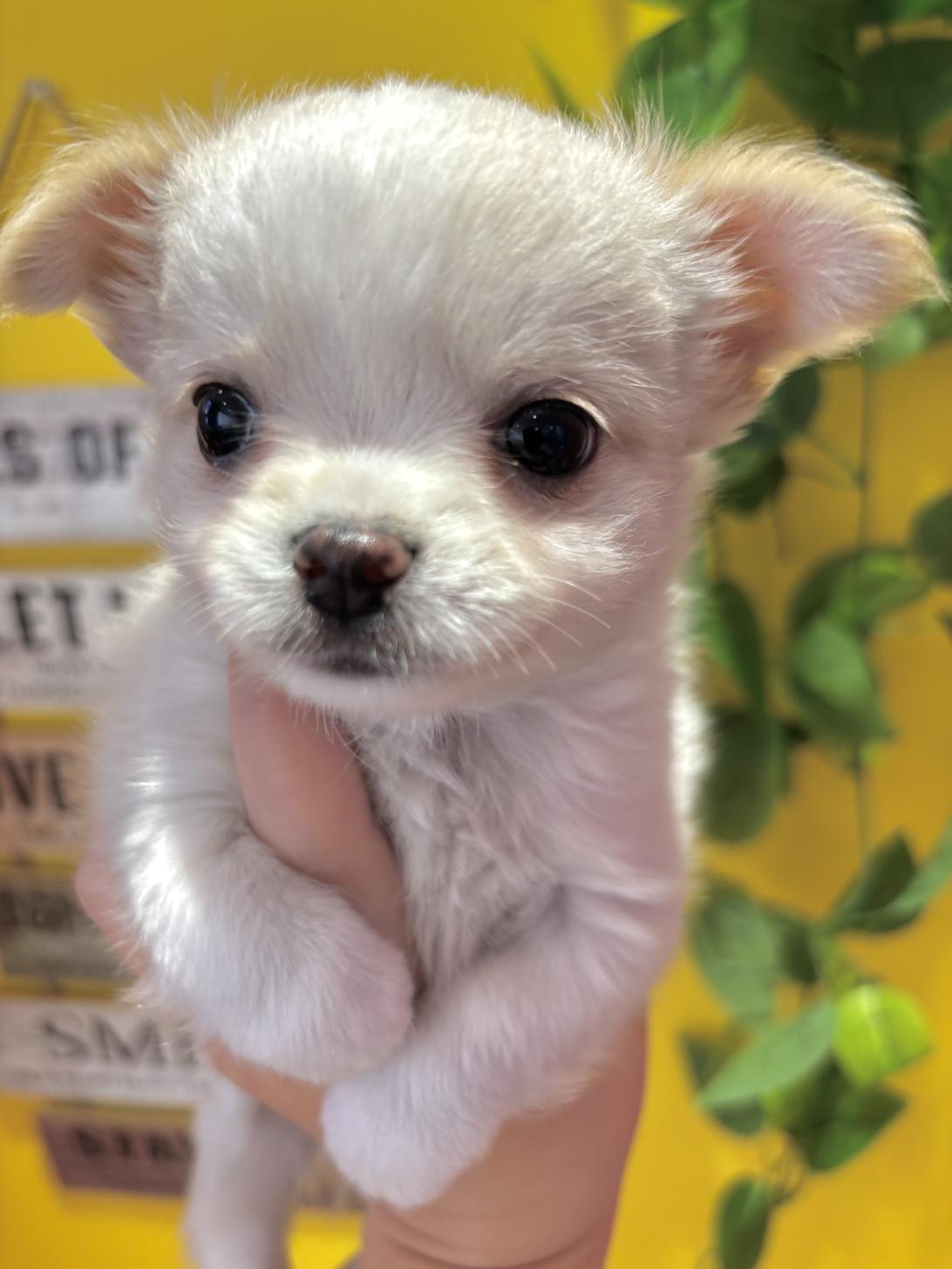 埼玉県のチワワ(ロング) (ペッツスマイル南中野店/2025年9月14日生まれ/男の子/クリーム)の子犬の4枚目の画像