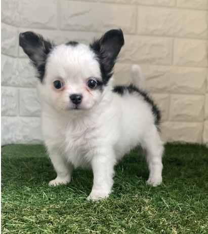 東京都のチワワ(ロング) (ペットショップcoco東京港区店/2025年9月15日生まれ/男の子/ホワイトブラック)の子犬