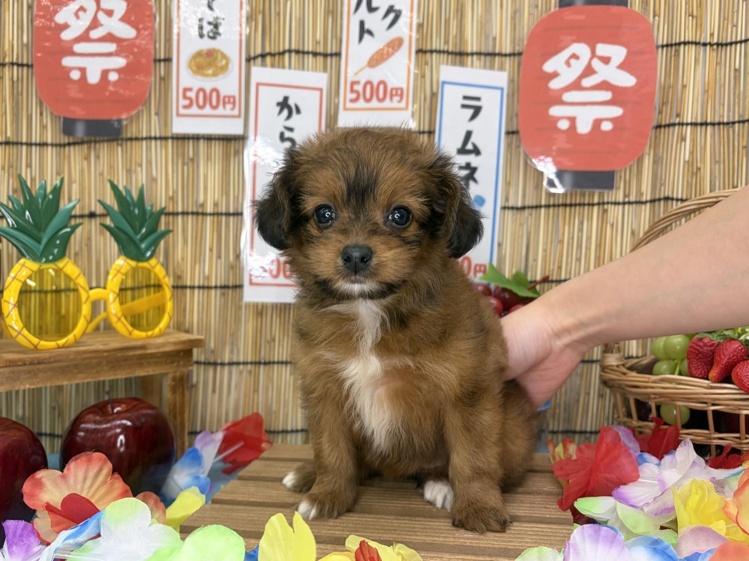 北海道のパピプー(パピヨン×プードル) (ラブワンコ カインズ大曲店/2026年6月18日生まれ/女の子/レッド)の子犬