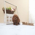 滋賀県のトイプードル(トイ) (いっぷく湖南店/2025年5月8日生まれ/男の子/レッドフォーン)の子犬