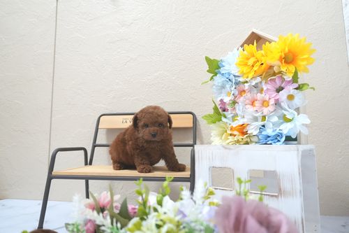 滋賀県のトイプードル(トイ) (いっぷく湖南店/2025年5月8日生まれ/男の子/レッドフォーン)の子犬の4枚目の画像