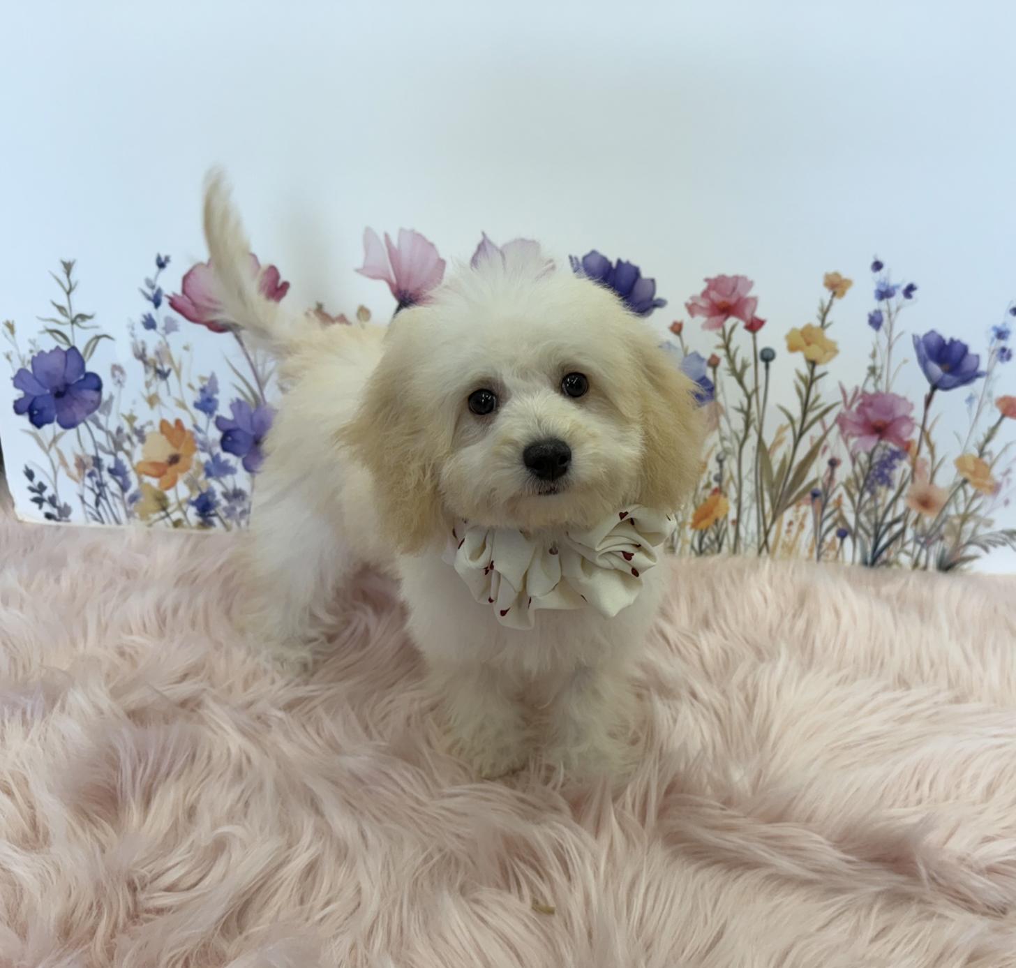 大阪府のビションプー(ビションフリーゼ×プードル) (ぱぴぷぺっと大阪店/2025年7月10日生まれ/女の子/クリーム)の子犬