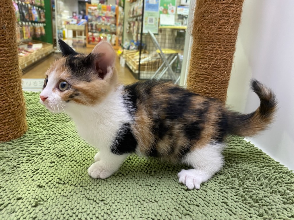 宮城県のマンチカン (ズーズーカンパニー 八乙女店/2025年3月15日生まれ/女の子/キャリコ)の子猫の3枚目の画像