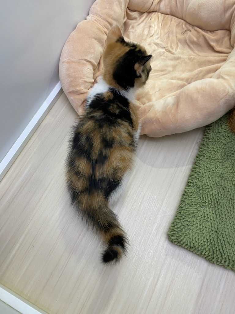 宮城県のマンチカン (ズーズーカンパニー 八乙女店/2025年3月15日生まれ/女の子/キャリコ)の子猫の4枚目の画像
