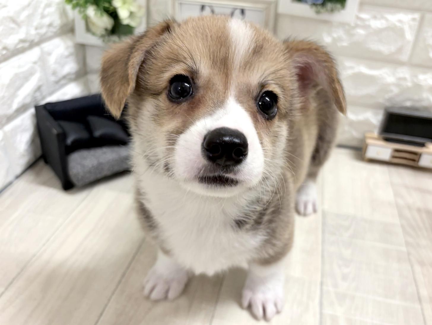 大阪府のウェルシュコーギーペンブローク (DOGMAN平野瓜破店/2026年6月28日生まれ/男の子/セーブルホワイト)の子犬の1枚目の画像