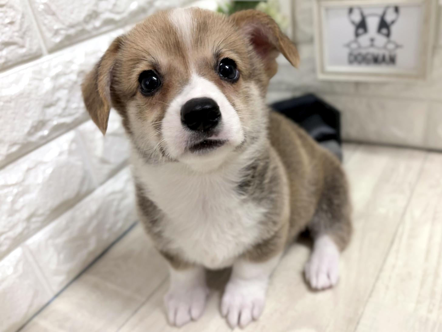 大阪府のウェルシュコーギーペンブローク (DOGMAN平野瓜破店/2026年6月28日生まれ/男の子/セーブルホワイト)の子犬の3枚目の画像