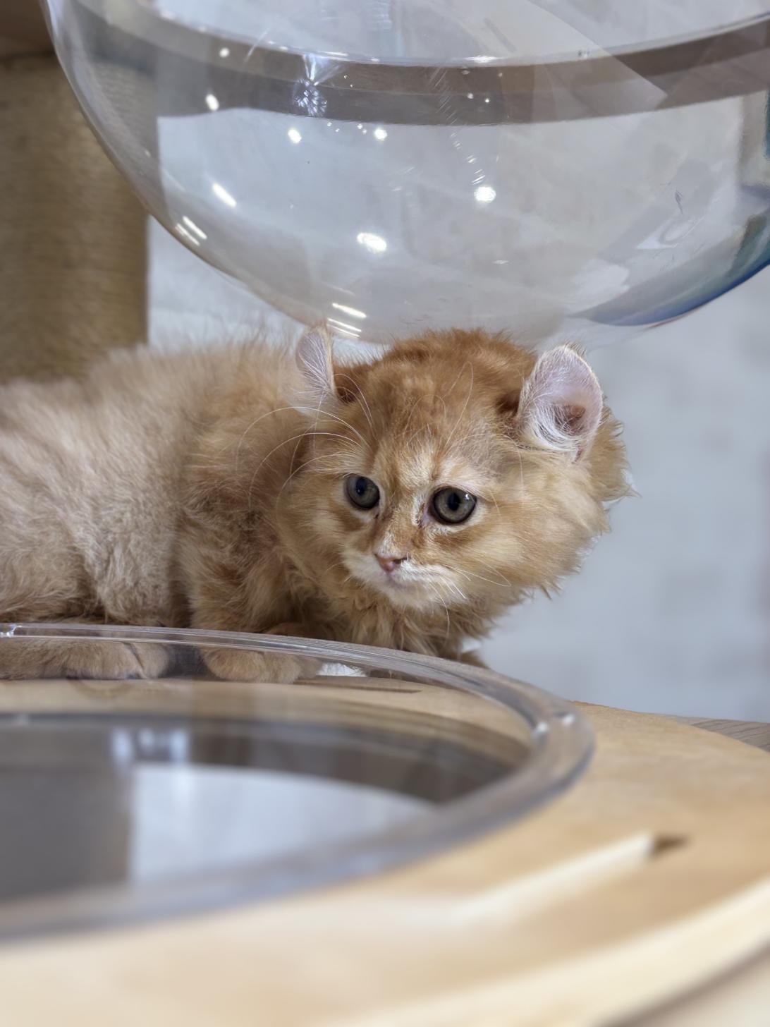 埼玉県のアメリカンカール (ペッツスマイル加須インター店/2026年3月12日生まれ/男の子/クリーム)の子猫の2枚目の画像