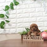 滋賀県のトイプードル(トイ) (いっぷく湖南店/2025年5月8日生まれ/男の子/レッドフォーン)の子犬