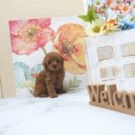 滋賀県のトイプードル(トイ) (いっぷく湖南店/2025年5月8日生まれ/男の子/レッドフォーン)の子犬