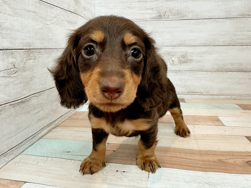 新潟県のミニチュアダックスフンド(ロング) (竹内ペット 新潟西店/2025年9月13日生まれ/女の子/チョコレートタン)の子犬の1枚目の画像