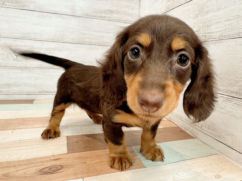 新潟県のミニチュアダックスフンド(ロング) (竹内ペット 新潟西店/2025年9月13日生まれ/女の子/チョコレートタン)の子犬の2枚目の画像