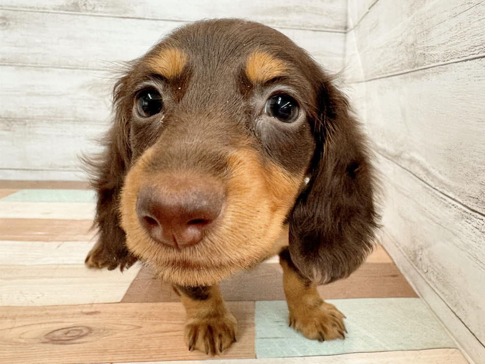 新潟県のミニチュアダックスフンド(ロング) (竹内ペット 新潟西店/2025年9月13日生まれ/女の子/チョコレートタン)の子犬の3枚目の画像