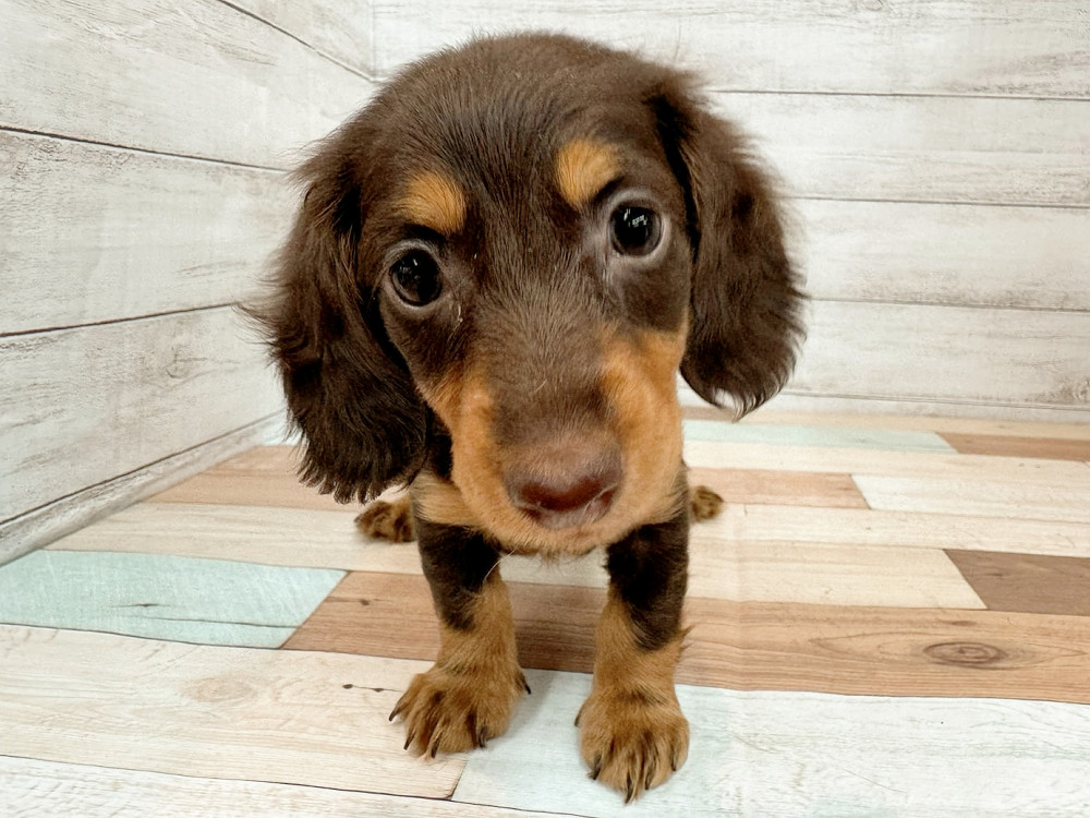 新潟県のミニチュアダックスフンド(ロング) (竹内ペット 新潟西店/2025年9月13日生まれ/女の子/チョコレートタン)の子犬の4枚目の画像