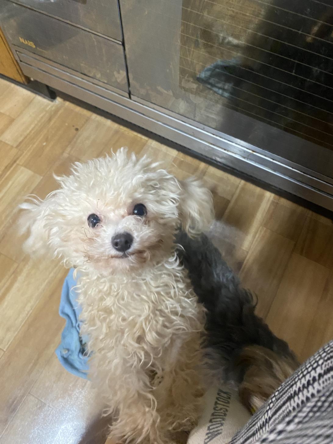 滋賀県のトイプードル(ティーカップ) (ナカニシケンネル/2025年4月2日生まれ/女の子/オレンジフォーン)の子犬