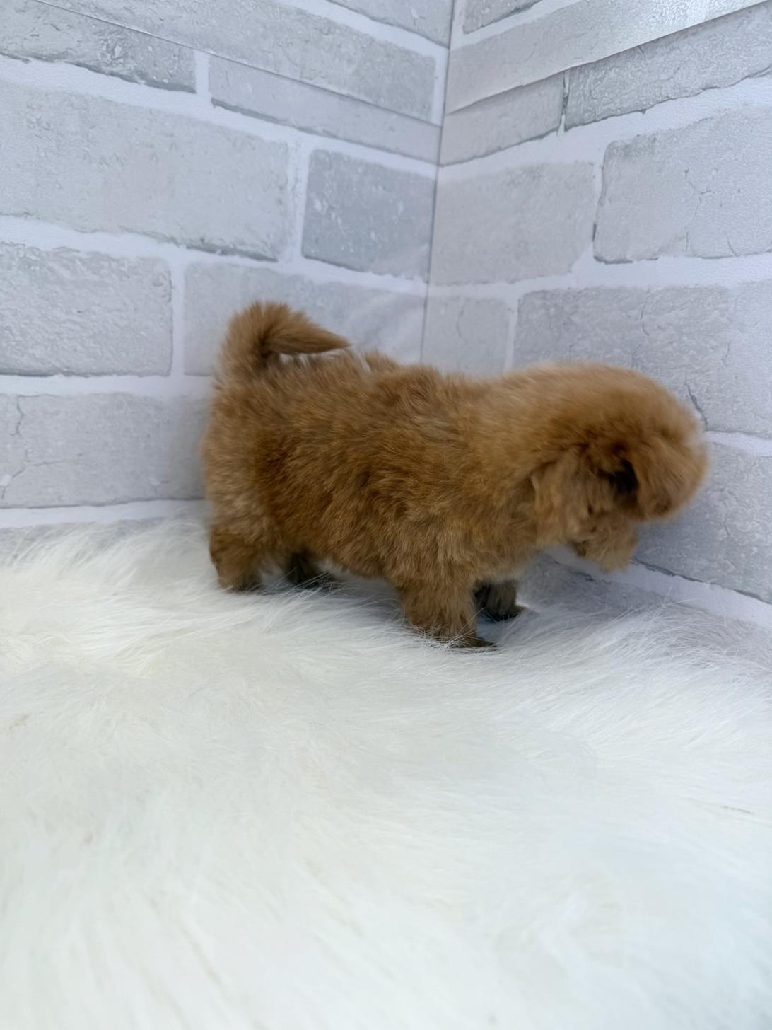 埼玉県のマルプー(マルチーズ×プードル) (PETSHOP FATIS/2025年5月17日生まれ/女の子/クリーム)の子犬の3枚目の画像