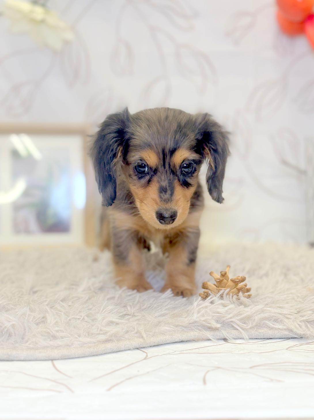 北海道のミニチュアダックスフンド(ロング) (ラブワンコ カインズ大曲店/2025年9月20日生まれ/女の子/チョコレートダップル)の子犬