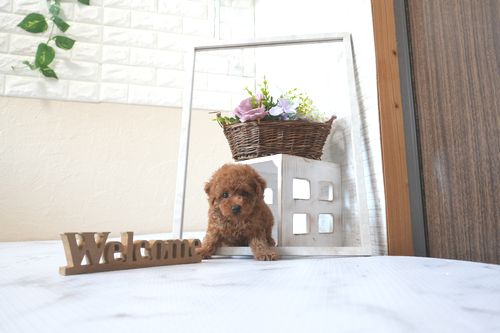 滋賀県のトイプードル(トイ) (いっぷく湖南店/2025年7月6日生まれ/女の子/レッドフォーン)の子犬の2枚目の画像