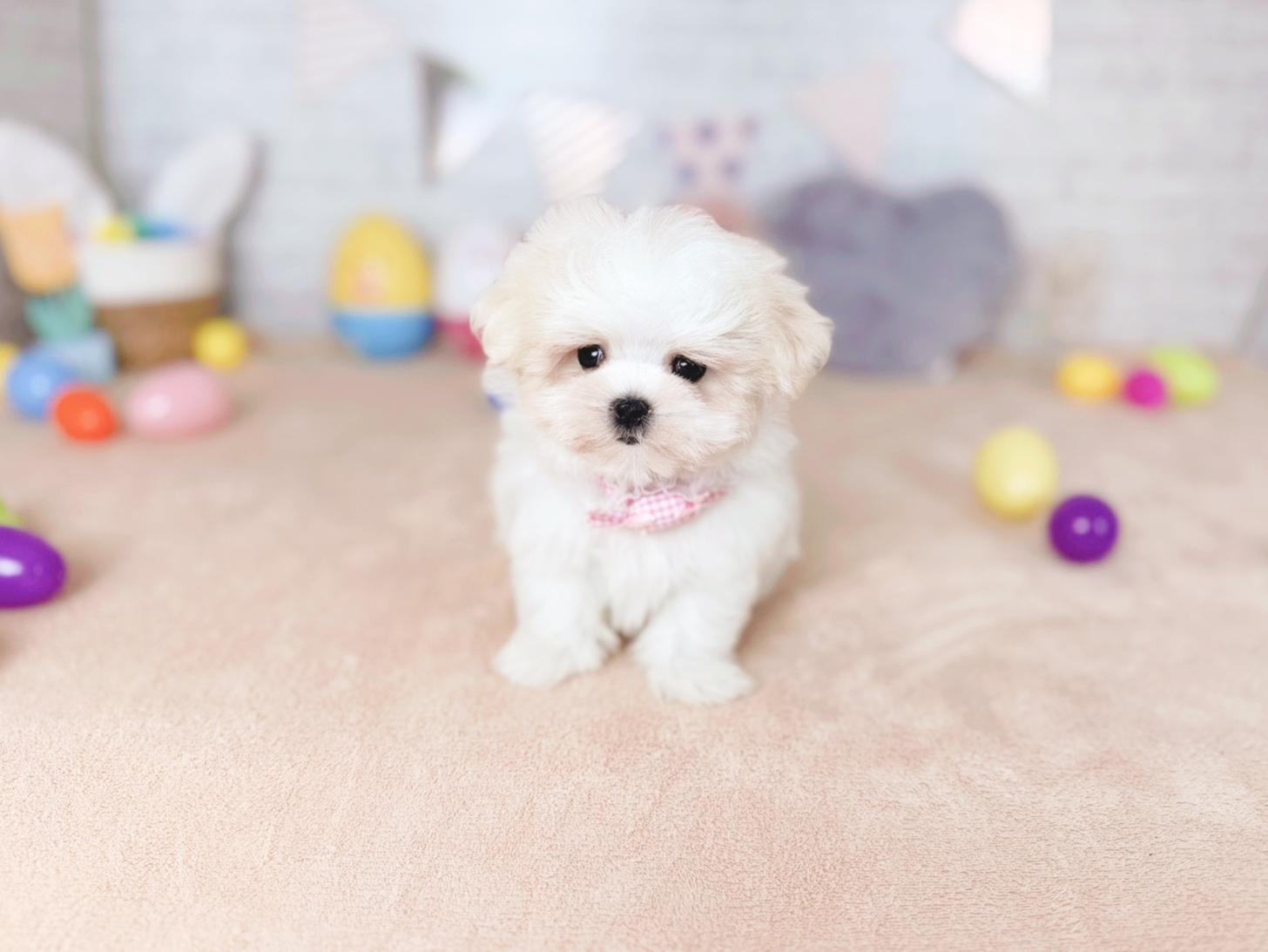 北海道のマルチーズ (ペットショップだんぼ/2026年8月14日生まれ/女の子/ホワイト)の子犬の1枚目の画像