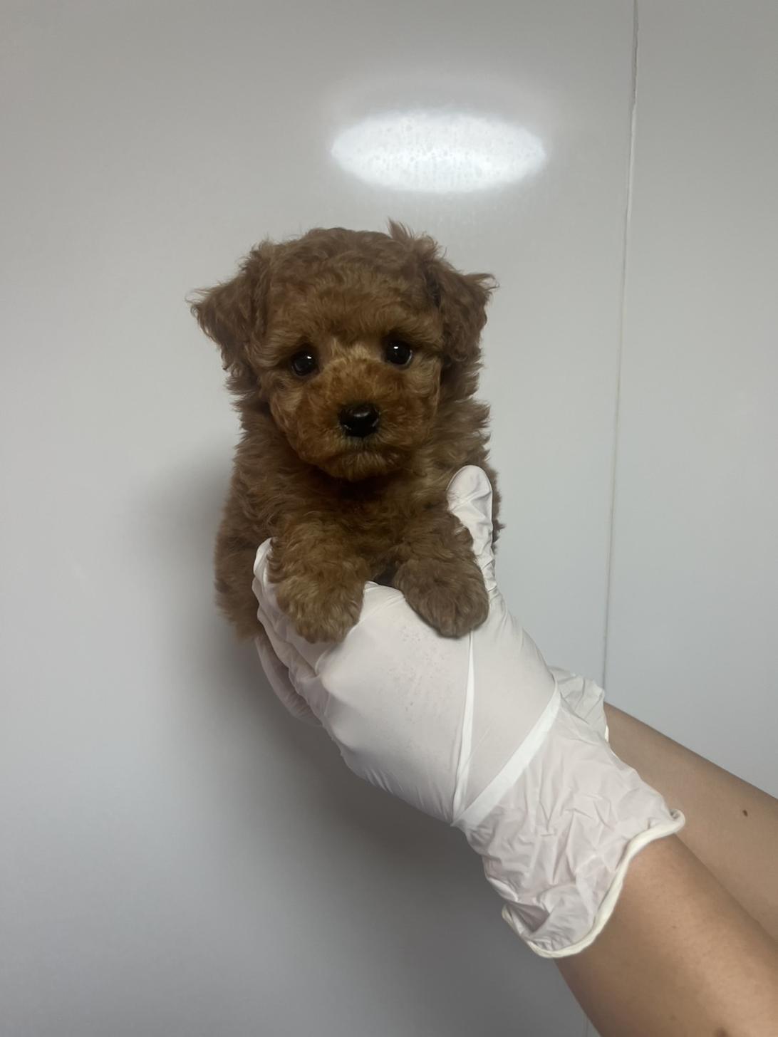 埼玉県のトイプードル(トイ) (ペッツスマイル南中野店/2026年4月2日生まれ/男の子/アプリコット)の子犬の2枚目の画像