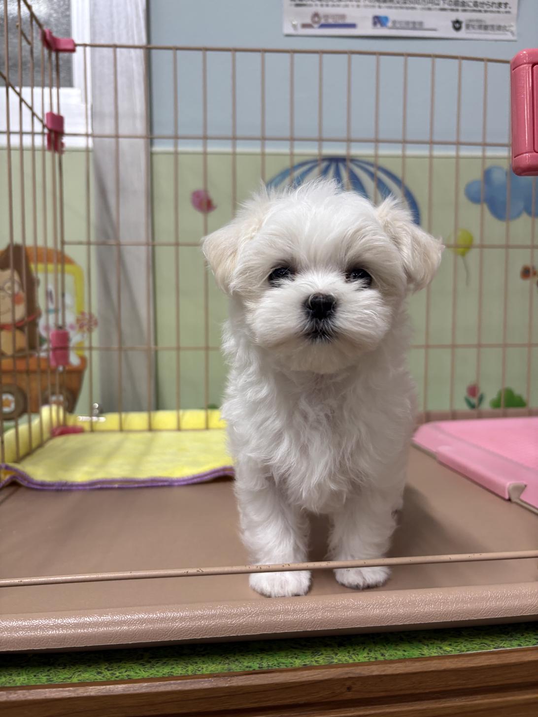 愛知県のマルチーズ (子いぬの足あと/2026年4月26日生まれ/女の子/ホワイト)の子犬