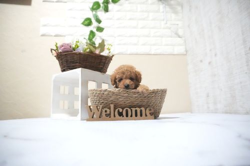 滋賀県のトイプードル(タイニー) (いっぷく湖南店/2025年10月14日生まれ/男の子/レッドフォーン)の子犬の1枚目の画像