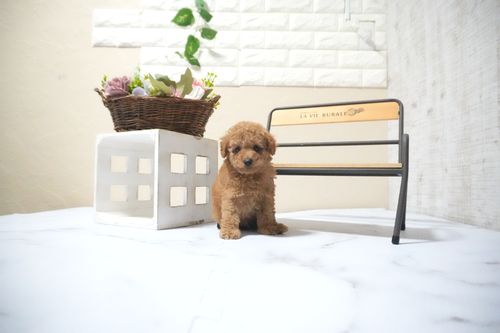 滋賀県のトイプードル(タイニー) (いっぷく湖南店/2025年10月14日生まれ/男の子/レッドフォーン)の子犬の2枚目の画像