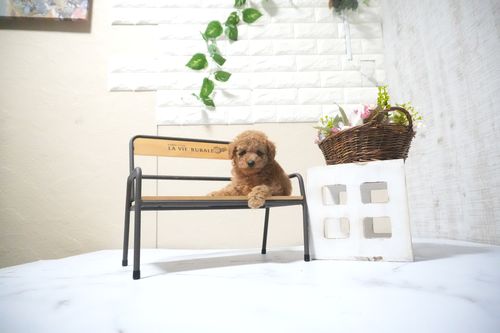 滋賀県のトイプードル(タイニー) (いっぷく湖南店/2025年10月14日生まれ/男の子/レッドフォーン)の子犬の3枚目の画像