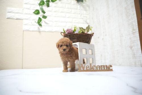 滋賀県のトイプードル(タイニー) (いっぷく湖南店/2025年10月14日生まれ/男の子/レッドフォーン)の子犬の4枚目の画像