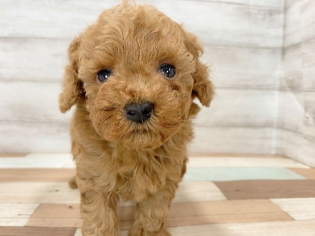 新潟県のトイプードル(トイ) (竹内ペット 新津本店/2026年1月3日生まれ/男の子/レッド)の子犬の1枚目の画像