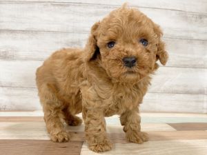 新潟県のトイプードル(トイ) (竹内ペット 新津本店/2026年1月3日生まれ/男の子/レッド)の子犬の2枚目の画像