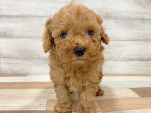 新潟県のトイプードル(トイ) (竹内ペット 新津本店/2026年1月3日生まれ/男の子/レッド)の子犬の4枚目の画像