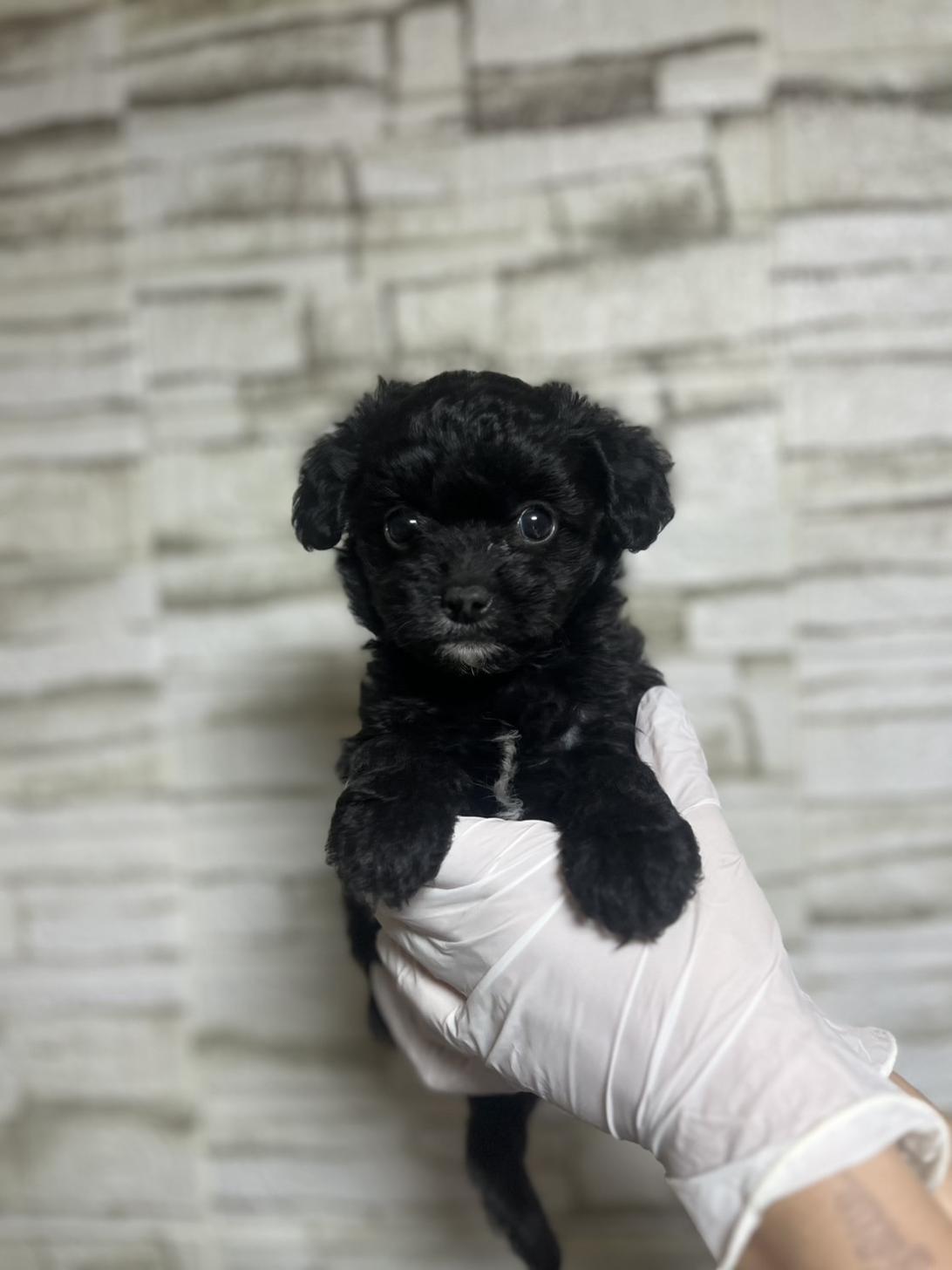 埼玉県のチワプー/プーチー(チワワ×プードル) (ペッツスマイル加須インター店/2025年9月8日生まれ/女の子/ブラックホワイト)の子犬の1枚目の画像