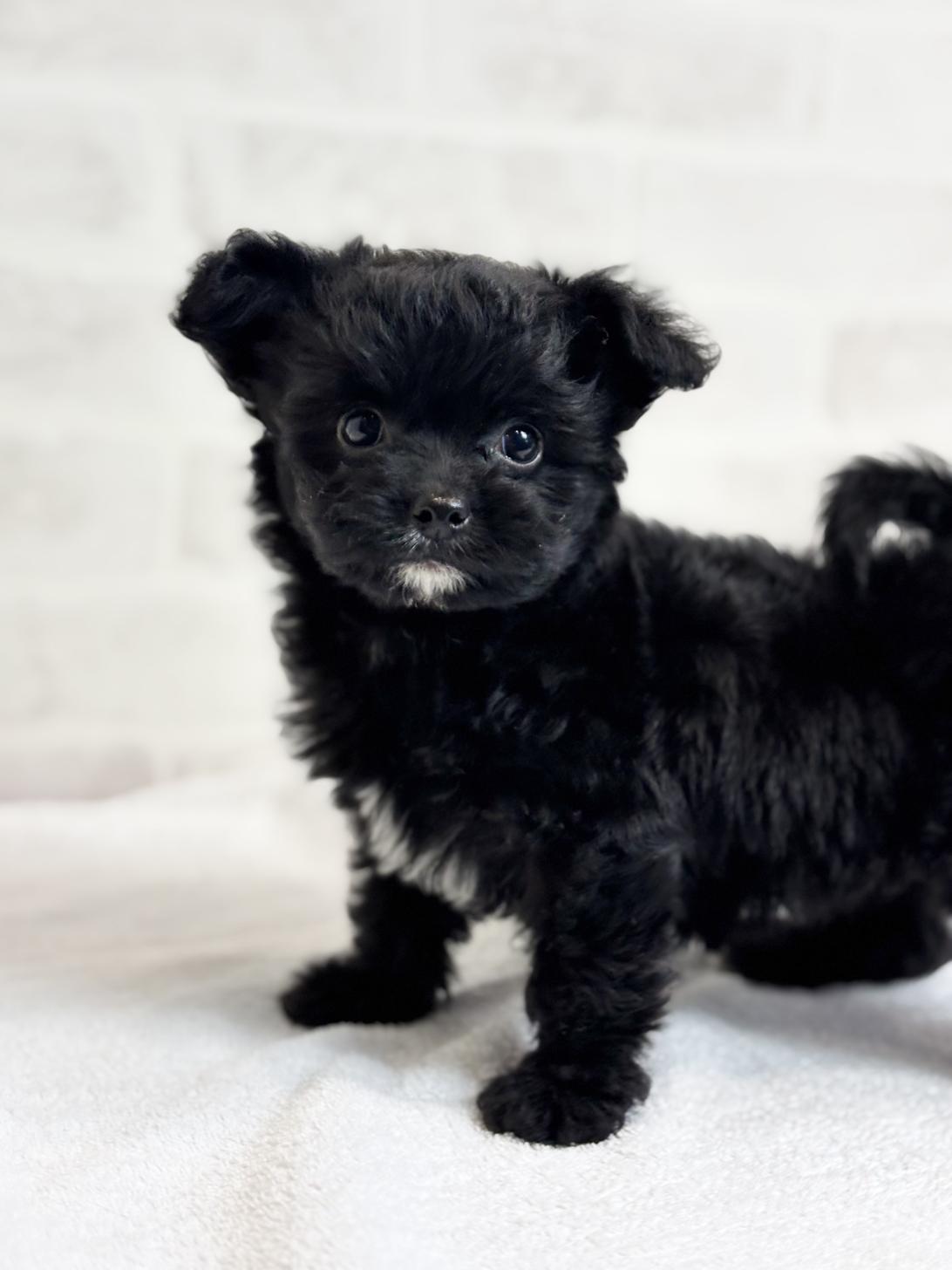 埼玉県のチワプー/プーチー(チワワ×プードル) (ペッツスマイル加須インター店/2025年9月8日生まれ/女の子/ブラックホワイト)の子犬の1枚目の画像