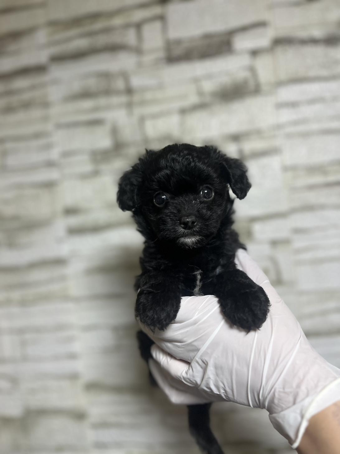 埼玉県のチワプー/プーチー(チワワ×プードル) (ペッツスマイル加須インター店/2025年9月8日生まれ/女の子/ブラックホワイト)の子犬の2枚目の画像