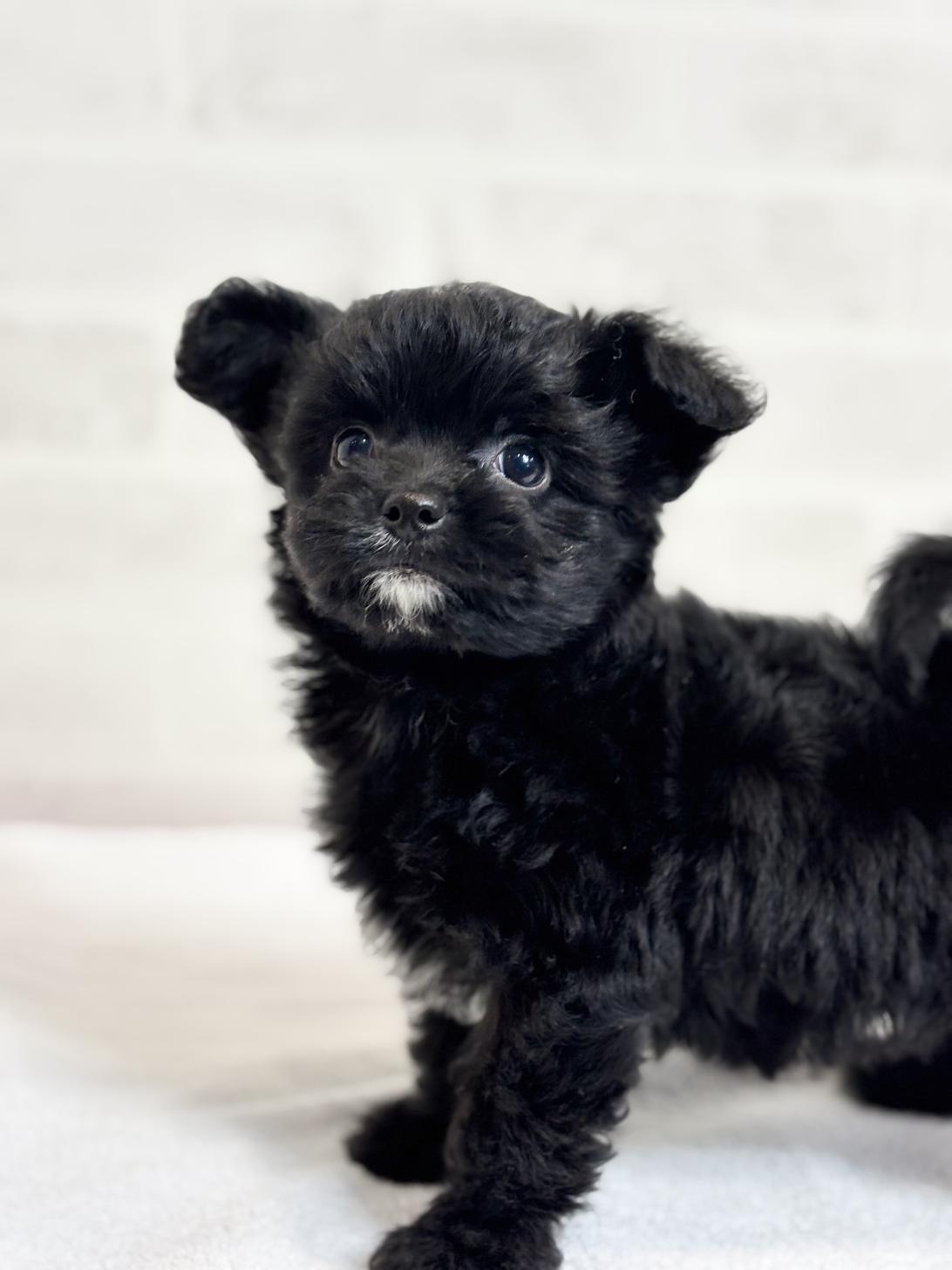 埼玉県のチワプー/プーチー(チワワ×プードル) (ペッツスマイル加須インター店/2025年9月8日生まれ/女の子/ブラックホワイト)の子犬の2枚目の画像