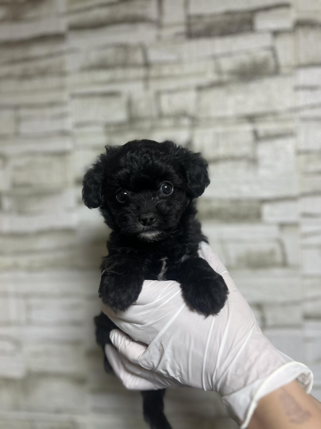 埼玉県のチワプー/プーチー(チワワ×プードル) (ペッツスマイル加須インター店/2025年9月8日生まれ/女の子/ブラックホワイト)の子犬の3枚目の画像