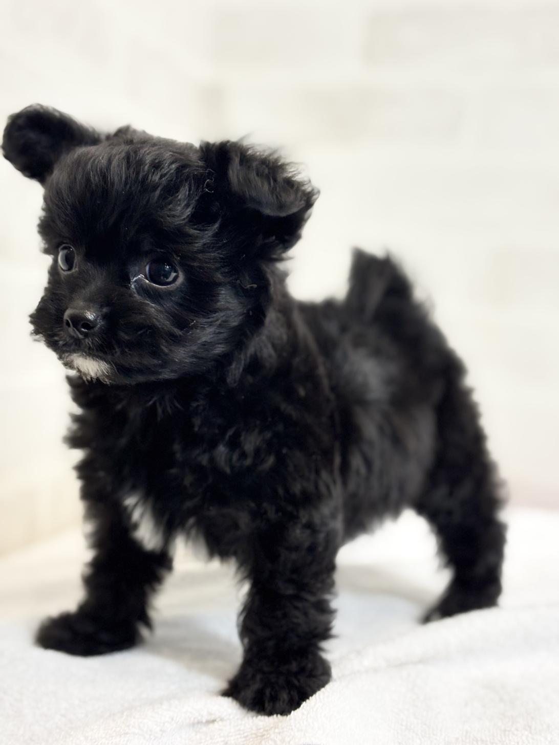 埼玉県のチワプー/プーチー(チワワ×プードル) (ペッツスマイル加須インター店/2025年9月8日生まれ/女の子/ブラックホワイト)の子犬の3枚目の画像