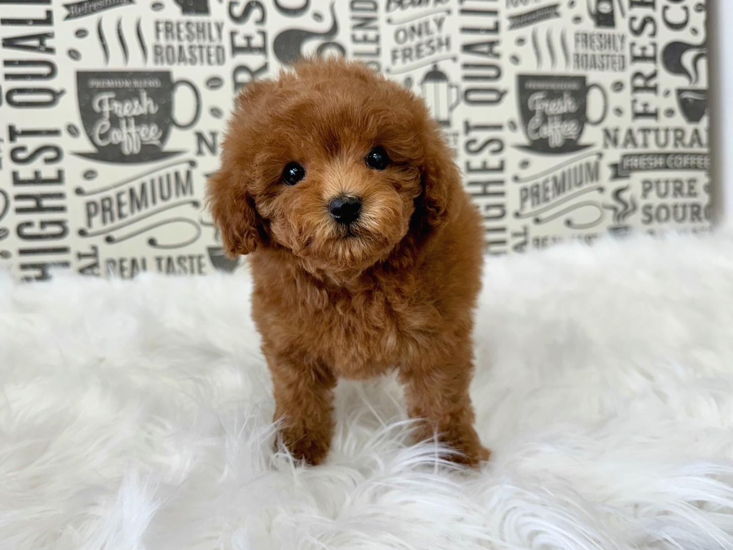 大阪府のトイプードル(タイニー) (ぱぴぷぺっと大阪店/2026年2月18日生まれ/男の子/レッド)の子犬の1枚目の画像